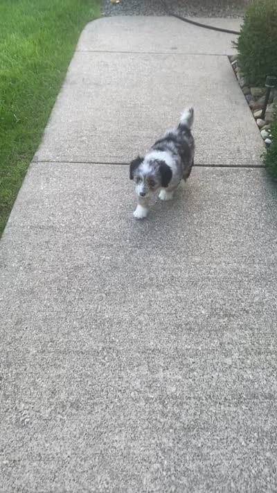 Lily, a female Miniature Aussiedoodle for sale in Sugarcreek, OH – 9 of 10