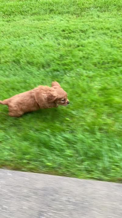 Moose, a male Miniature Golden Retriever for sale in Sugarcreek, OH – 6 of 6