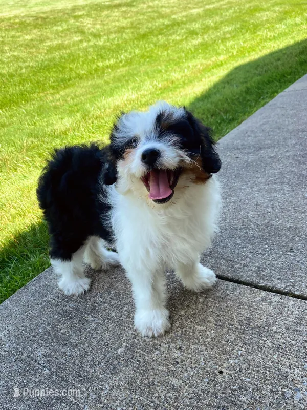 Bella – Miniature Aussiedoodle puppy for sale in Sugarcreek, OH
