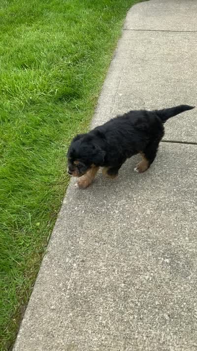 Tabby, a female Miniature Aussiedoodle for sale in Sugarcreek, OH – 8 of 8