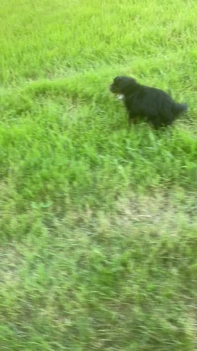 Remi, a female Miniature Aussiedoodle for sale in Sugarcreek, OH – 8 of 9