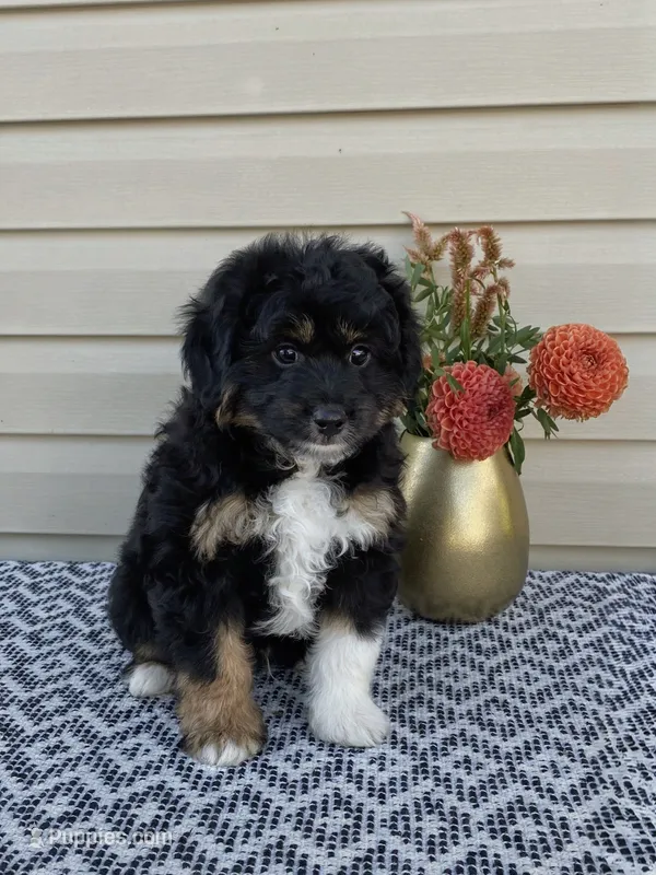 Parker – Miniature Aussiedoodle puppy for sale in Sugarcreek, OH