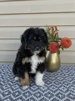 Parker, a male Miniature Aussiedoodle for sale in Sugarcreek, OH – 1 of 10