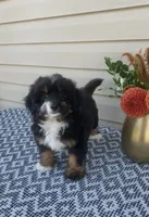Remi, a female Miniature Aussiedoodle for sale in Sugarcreek, OH – 4 of 9