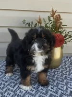 Remi, a female Miniature Aussiedoodle for sale in Sugarcreek, OH – 1 of 9