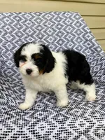 Bella, a female Miniature Aussiedoodle for sale in Sugarcreek, OH – 5 of 9