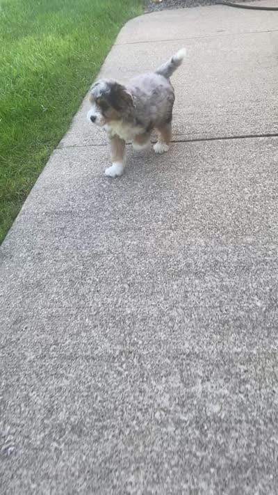 Mickey , a female Miniature Aussiedoodle for sale in Sugarcreek, OH – 9 of 10