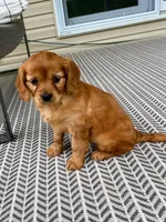 Muffin , a female Miniature Golden Retriever for sale in Sugarcreek, OH – 3 of 8