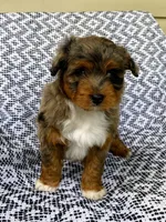 Ozzie, a male Miniature Aussiedoodle for sale in Sugarcreek, OH – 2 of 8