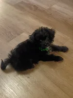 Buddy , a male Shih Tzu for sale in Seattle, WA – 2 of 2
