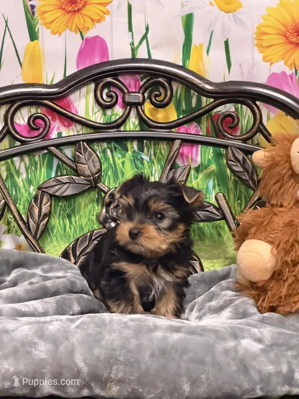 Skippy, a female Yorkshire Terrier for sale in Marysville, WA – Photo 1 of 1