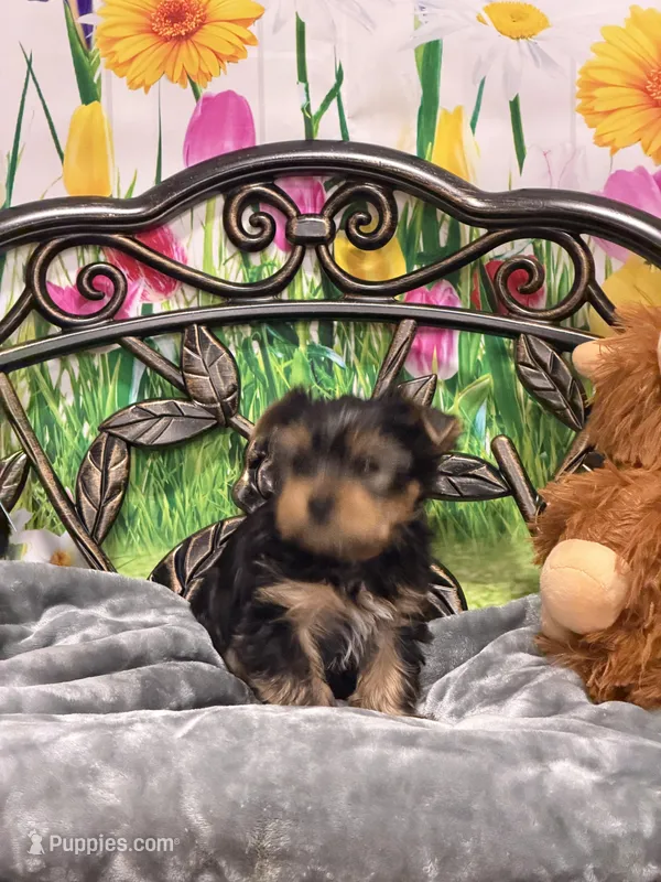 Rolo, a female Yorkshire Terrier for sale in Marysville, WA – Photo 1 of 1