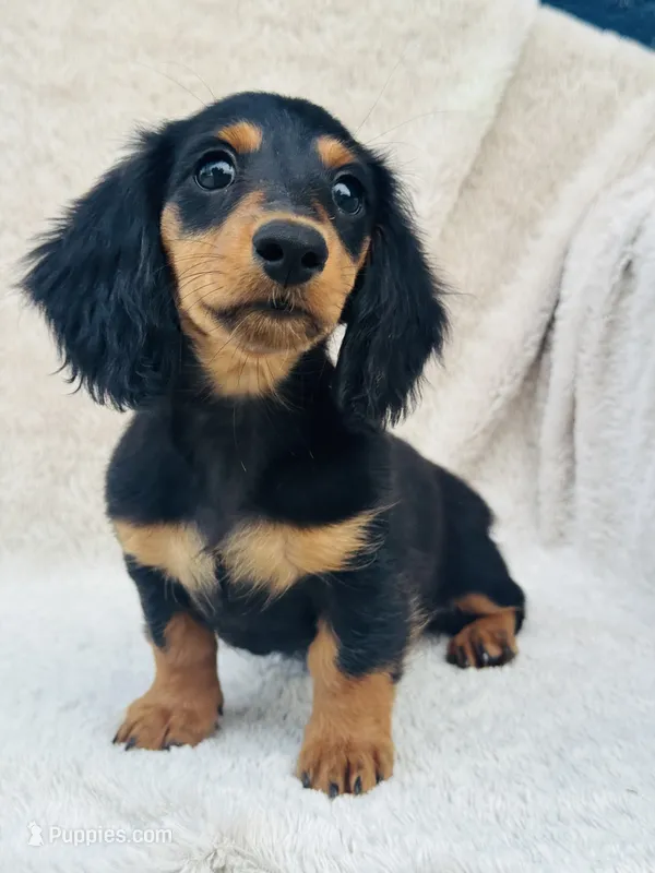 AKC Mini Longhair Dachshund GIRL *READY NOW* – Dachshund puppy for sale in Terra Bella, CA