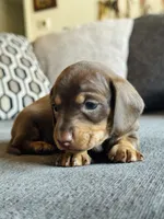 AKC Mini Dachshund Chocolate SHORTHAIR BOY, a male Miniature Dachshund for sale in Terra Bella, CA – 2 of 4