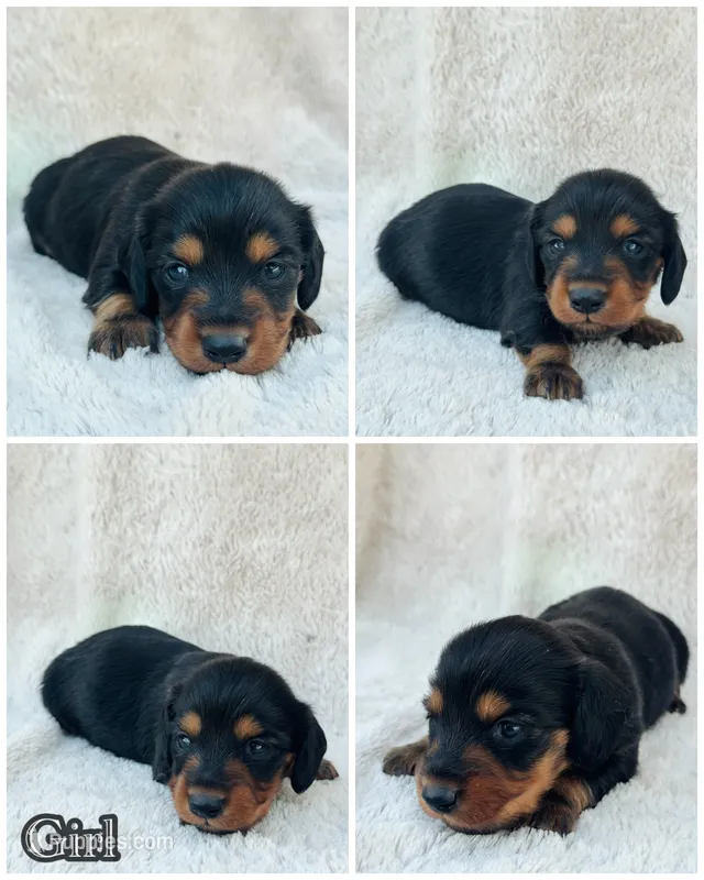 AKC Mini Longhair Dachshund Black Tan GIRL2 – Dachshund puppy for sale in Terra Bella, CA