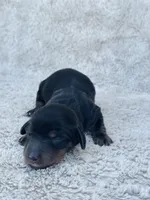 AKC Mini Longhair Dachshund Black Tan GIRL, a female Dachshund for sale in Terra Bella, CA – 2 of 4