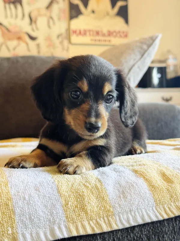 AKC Mini Longhair Dachshund Black Tan GIRL – Dachshund puppy for sale in Terra Bella, CA
