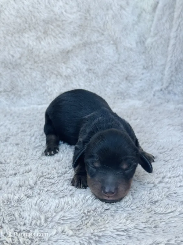 AKC Mini Longhair Dachshund Black Tan GIRL – Dachshund puppy for sale in Terra Bella, CA