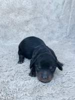 AKC Mini Longhair Dachshund Black Tan GIRL, a female Dachshund for sale in Terra Bella, CA – 1 of 4