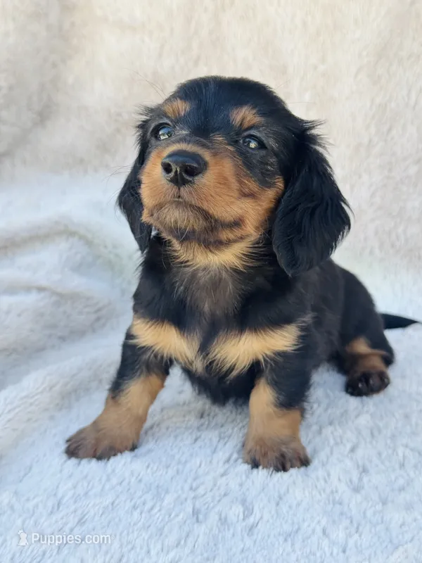 AKC Mini Longhair Dachshund Black Tan GIRL2 – Dachshund puppy for sale in Terra Bella, CA