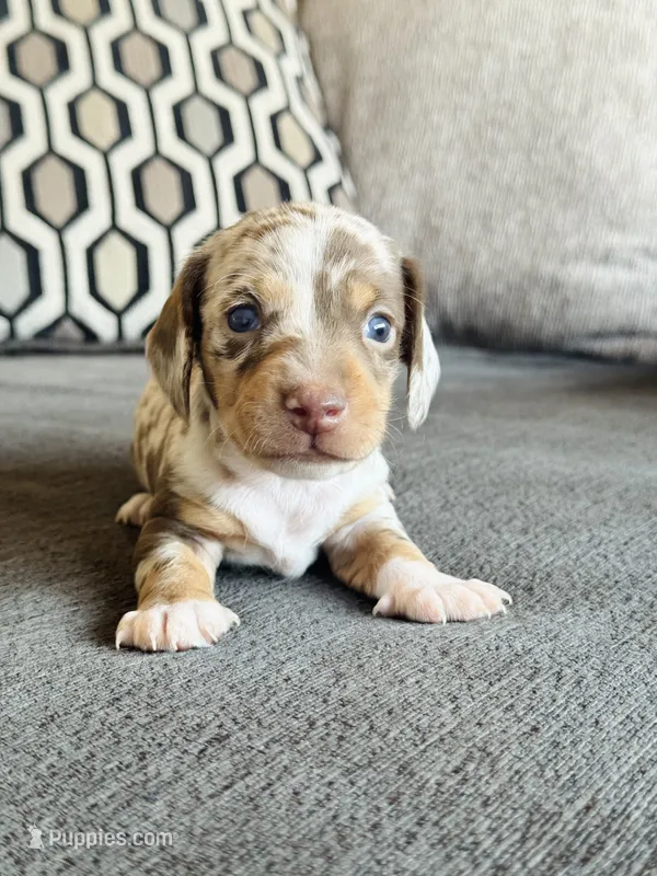 AKC Mini Dachshund Dapple SHORTHAIR BOY – Miniature Dachshund puppy for sale in Terra Bella, CA