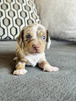 AKC Mini Dachshund Dapple SHORTHAIR BOY, a male Miniature Dachshund for sale in Terra Bella, CA – 1 of 4