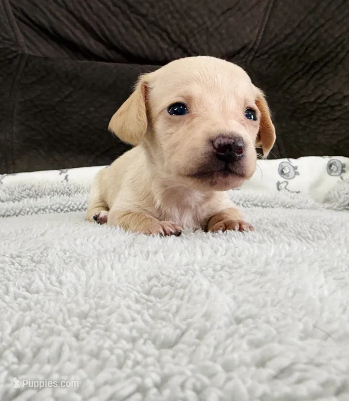 AKC Mini Shorthair CREAM Dachshund GIRL – Miniature Dachshund puppy for sale in Terra Bella, CA