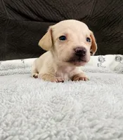 AKC Mini Shorthair CREAM Dachshund GIRL, a female Miniature Dachshund for sale in Terra Bella, CA – 1 of 2