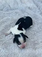 AKC Mini Longhair Dachshund PIEBALD GIRL, a female Dachshund for sale in Terra Bella, CA – 3 of 3
