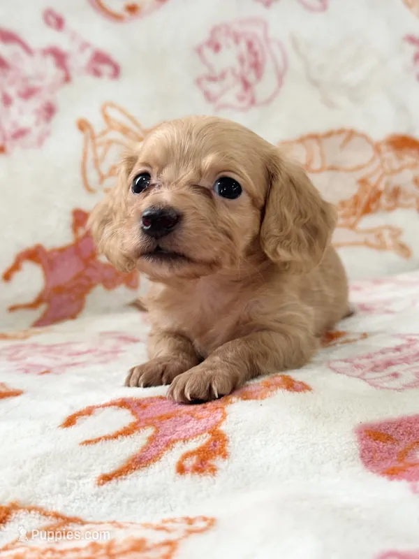 AKC Mini Longhair Dachshund GIRL – Miniature Dachshund puppy for sale in Terra Bella, CA