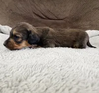 AKC Mini Longhair Dachshund BOY, a male Miniature Dachshund for sale in Terra Bella, CA – 3 of 3