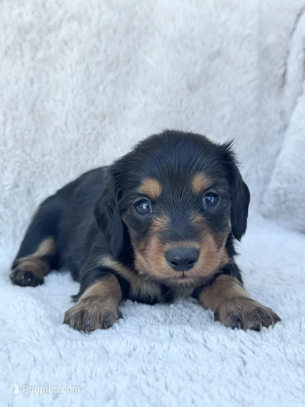 AKC Mini Longhair Dachshund Black Tan GIRL2 – Dachshund puppy for sale in Terra Bella, CA
