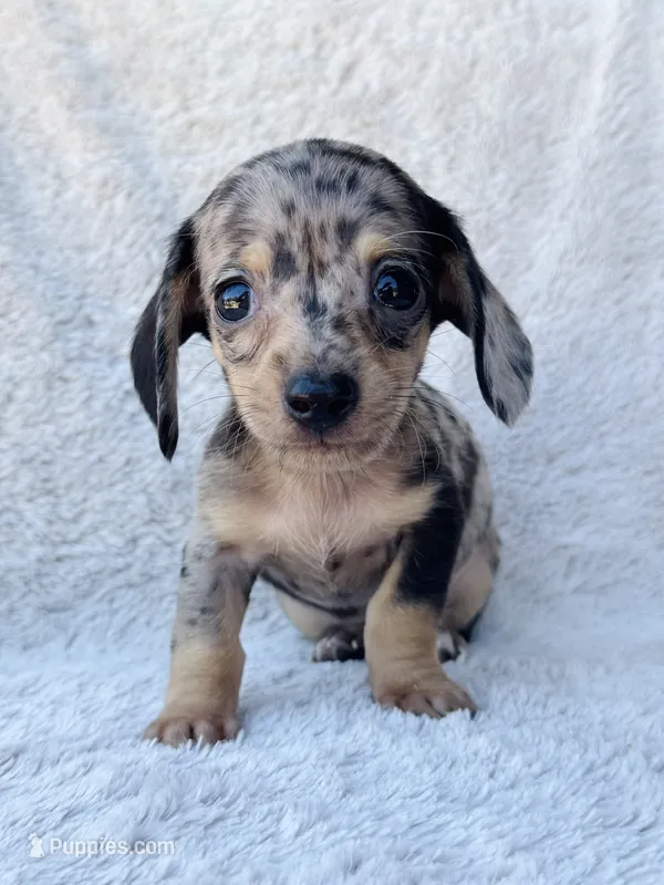 AKC Mini Shorthair Dachshund Black Dapple Boy – Miniature Dachshund puppy on hold in Terra Bella, CA