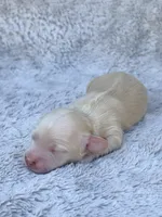 AKC Cream Longhair Mini Dachshund GIRL, a female Miniature Dachshund for sale in Terra Bella, CA – 4 of 4
