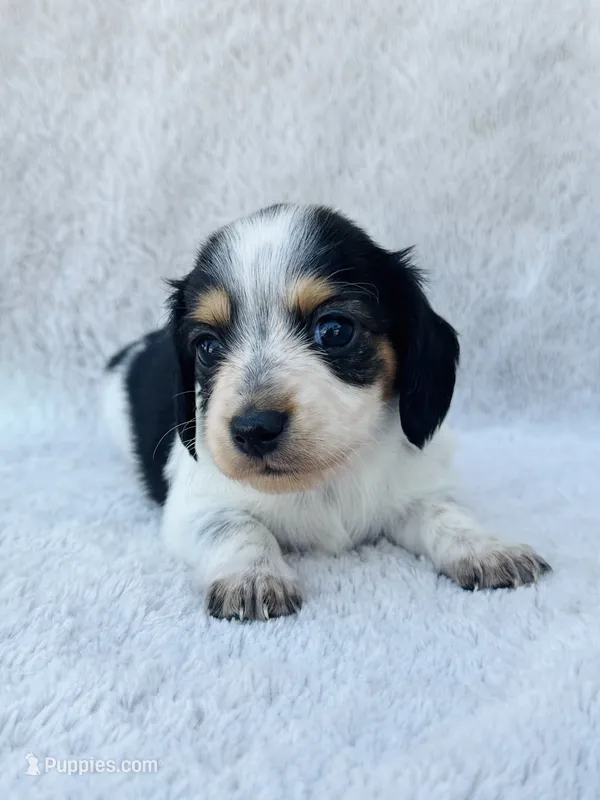 AKC Mini Longhair Dachshund PIEBALD GIRL – Dachshund puppy for sale in Terra Bella, CA