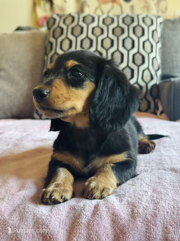 AKC Mini Longhair Dachshund Black Tan GIRL2 – Dachshund puppy for sale in Terra Bella, CA