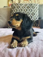 AKC Mini Longhair Dachshund GIRL *READY NOW*, a female Dachshund for sale in Terra Bella, CA – 1 of 5