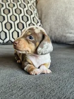 AKC Mini Dachshund Dapple SHORTHAIR BOY, a male Miniature Dachshund for sale in Terra Bella, CA – 4 of 4