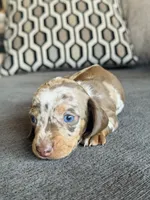 AKC Mini Dachshund Dapple SHORTHAIR GIRL, a female Miniature Dachshund for sale in Terra Bella, CA – 3 of 4