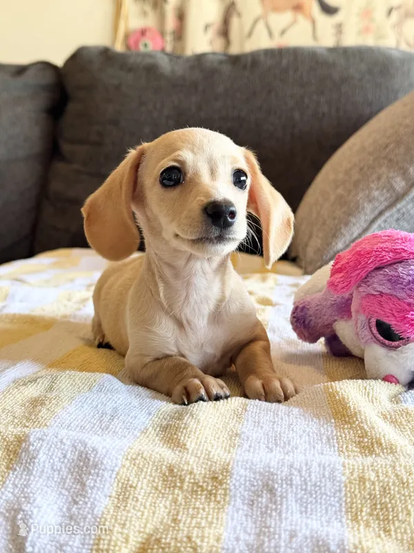 AKC Mini Dachshund Shorthair Cream Girl – Miniature Dachshund puppy for sale in Terra Bella, CA