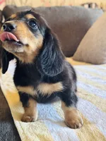 AKC Mini Longhair Dachshund Black Tan GIRL2, a female Dachshund for sale in Terra Bella, CA – 3 of 5