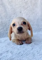 AKC Mini Dachshund Shorthair Cream Girl, a female Miniature Dachshund for sale in Terra Bella, CA – 2 of 6