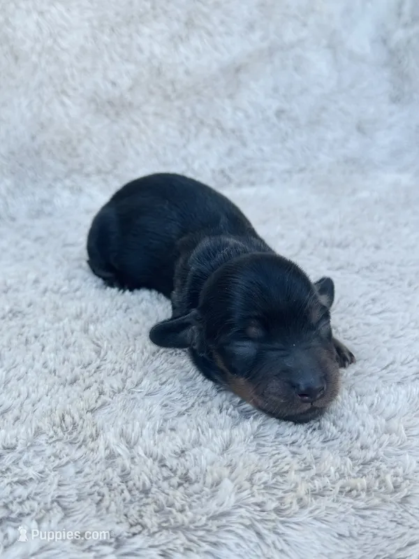 AKC Mini Longhair Dachshund Black Tan GIRL2 – Dachshund puppy for sale in Terra Bella, CA