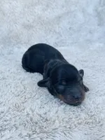 AKC Mini Longhair Dachshund Black Tan GIRL2, a female Dachshund for sale in Terra Bella, CA – 1 of 4