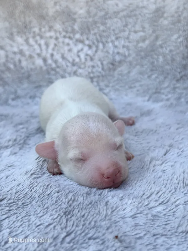 AKC Cream Longhair Mini Dachshund GIRL2 – Miniature Dachshund puppy for sale in Terra Bella, CA
