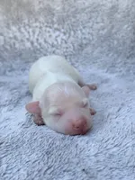AKC Cream Longhair Mini Dachshund GIRL2, a female Miniature Dachshund for sale in Terra Bella, CA – 1 of 4