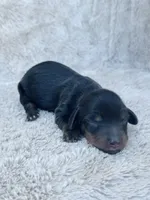 AKC Mini Longhair Dachshund Black Tan GIRL, a female Dachshund for sale in Terra Bella, CA – 4 of 4