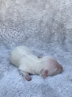 AKC Cream Longhair Mini Dachshund GIRL2, a female Miniature Dachshund for sale in Terra Bella, CA – 4 of 4
