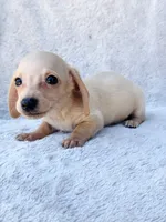 AKC Mini Dachshund Shorthair Cream Girl, a female Miniature Dachshund for sale in Terra Bella, CA – 5 of 6