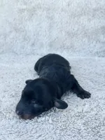 AKC Mini Longhair Dachshund Black Tan BOY, a male Dachshund for sale in Terra Bella, CA – 2 of 4